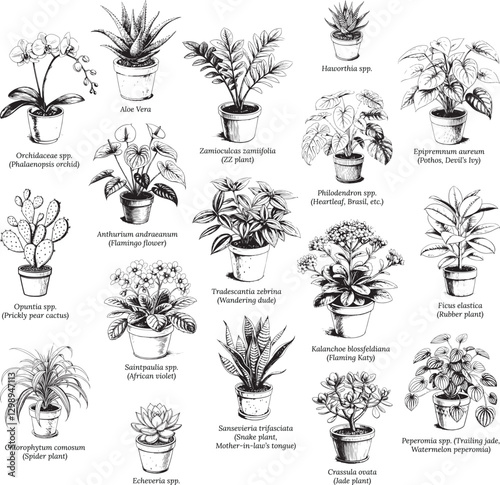 Types of Different Houseplants in Pot, Species of Potted Plants Black and White Vector Illustration Set Clip-art, Sketch Drawing Line Linear Engraving, Hand-drawn Isolated