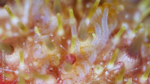 Sea urchin strongylocentrotus pallidus under microscope, phylum Echinodermata. Ambulacral legs, pedicellariae and and needles are visible. White Sea