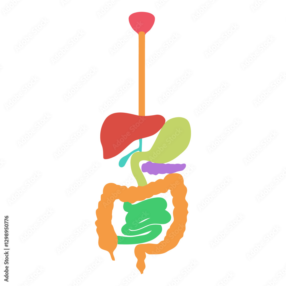 Diagram of Digestive System: An informative diagram detailing the human digestive system, showcasing the intricate arrangement of organs essential for processing food and maintaining overall health. Diagram of Digestive System: An informative diagram detailing the human digestive system, showcasing the intricate arrangement of organs essential for processing food and maintaining overall health.