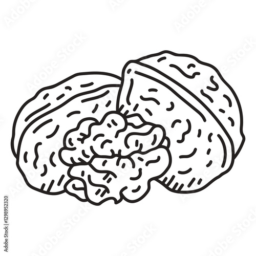 Walnut Sketch: An artistic line drawing showcases two whole walnuts alongside a portioned kernel. The focus is on the intricate details of the shell and the delicate texture of the nut.