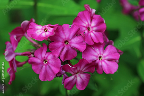 Pink phlox flower spike in close up