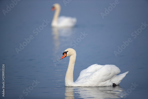 mute swan (cygnus olor) swimming on calm water