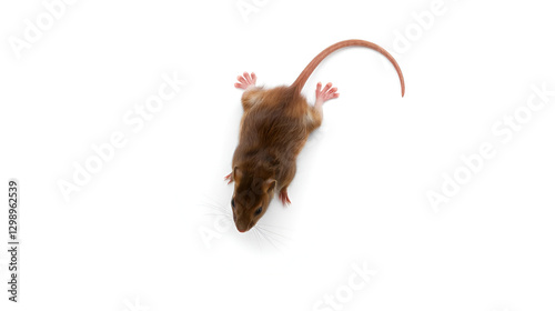 Dead brown rat on white bg. Top view. Stuck rat on white background, with natural shadow. Bitten dead rat, close up shot. Photo of numb rat. Lifeless rodent.