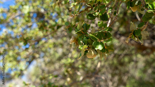 Evergreen shrub or small tree Quercus coccifera or quercus calliprinos or kermes oak or holly oak with spiny-serrated coriaceous leaves