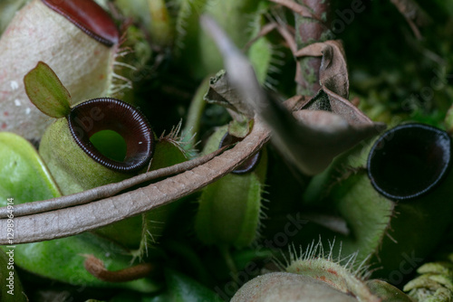 nepenthes ampullaria pitcher plant