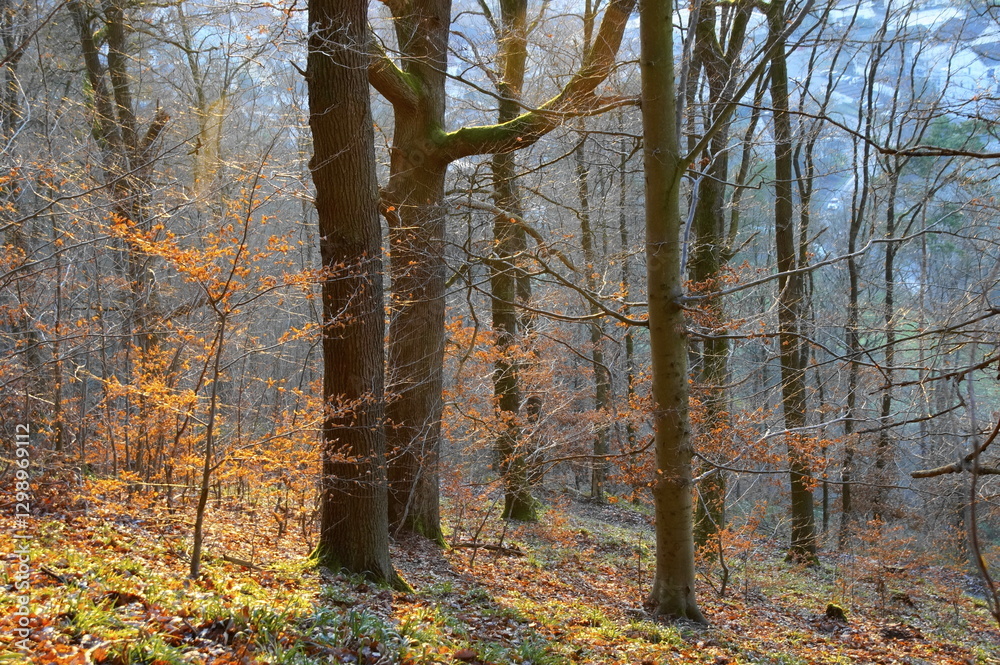 Fototapeta premium Sonnenlicht im Winterwald