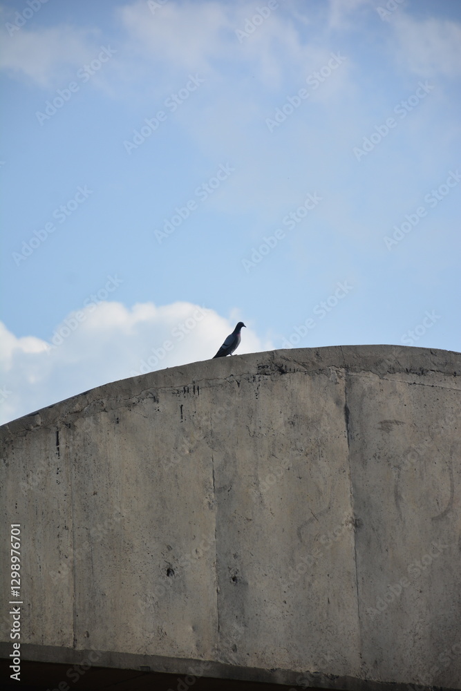 Lone Pigeon on Concrete Wall Blue Sky Background Bird Grey View Alone Urban Lone Pigeon on Concrete Wall Blue Sky Background Bird Grey View Alone Urban
