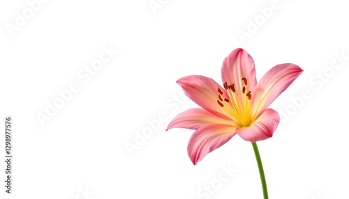 A single vibrant bloom, petals unfurled, isolated against a pure white backdrop, isolated, high resolution
