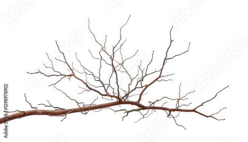 Bare, twisted branches isolated on pure white backdrop, art, texture