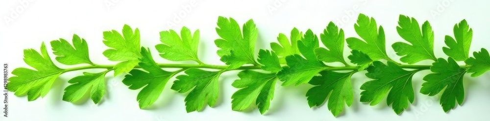 Fresh green leaves with feathery texture isolated on white background, leafy, fresh coriander, foliage Fresh green leaves with feathery texture isolated on white background, leafy, fresh coriander, foliage