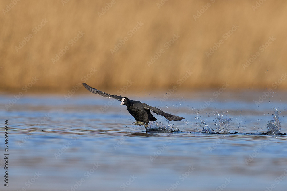 Eurasian coot (Fulica atra) running across the water to escape a rival on the Somerset Levels in Somerset, England, United Kingdom. Eurasian coot (Fulica atra) running across the water to escape a rival on the Somerset Levels in Somerset, England, United Kingdom.