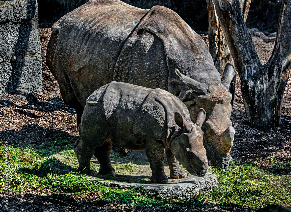 Fototapeta premium Great indian rhinoceros and her kid