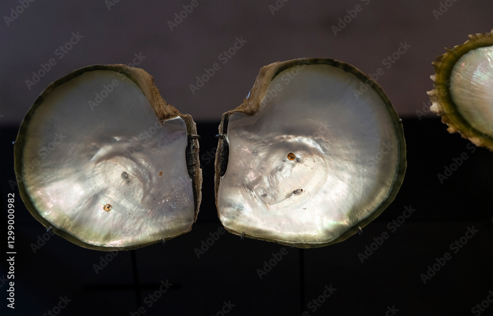 Mother of pearl shell