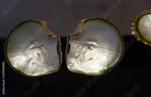 Obraz na płótnie Mother of pearl shell w salonie