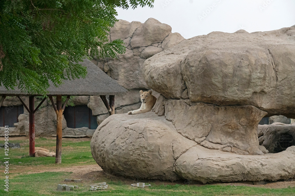 Lion animal in safari park