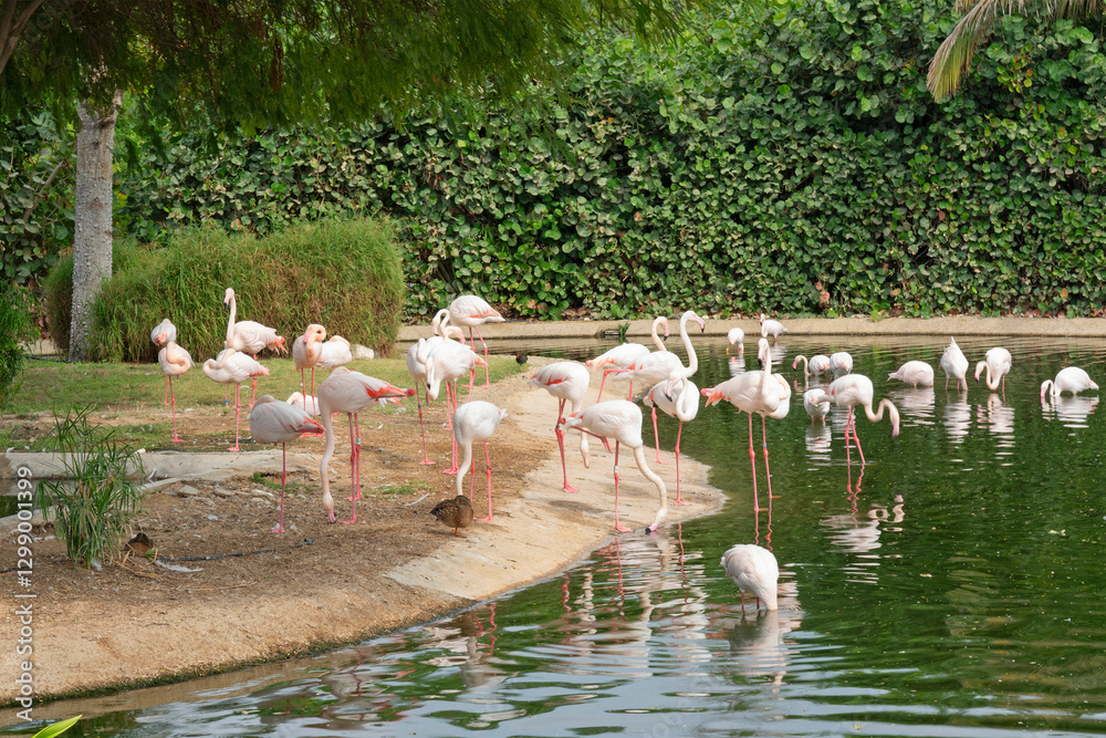 Flamingo birds near pond
