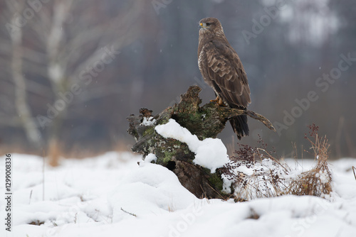 Wallpaper Mural A bird of prey on a tree stump in winter scenery Torontodigital.ca