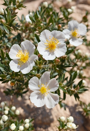 white flowers in rocks