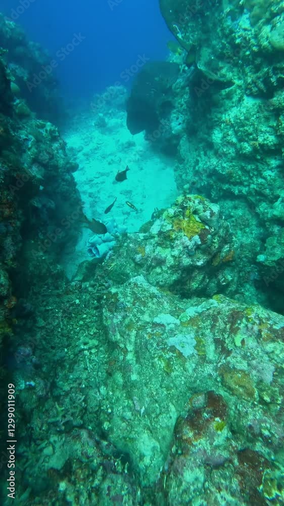 Colorful tropical fish swimming gracefully over a vibrant coral reef in the clear blue water. Underwater world in the ocean Colorful tropical fish swimming gracefully over a vibrant coral reef in the clear blue water. Underwater world in the ocean