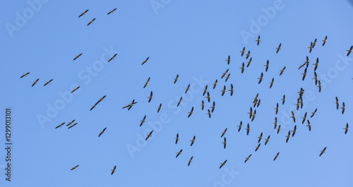 Grosser Vogelschwarm von fliegenden Pelikanen