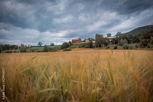 A wheat field in Norway. Hills covered with forests, with a farm situated on them.