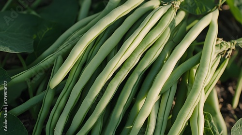 Fresh Green Beans Harvest Close Up Photography