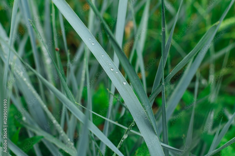 Green grass with rain drops. Juicy grass after summer rain. Green grass with rain drops. Juicy grass after summer rain.