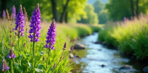 Fototapeta Naklejka Na Ścianę i Meble -  tall purple wild flowers in a meadow with a stream, water, greenery