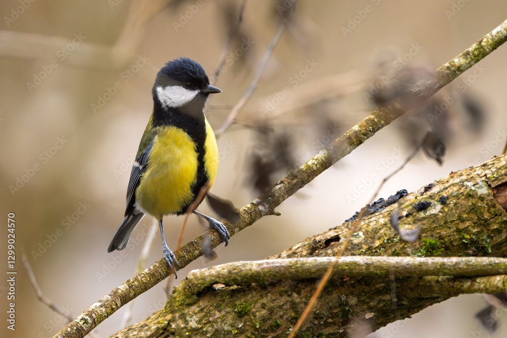 Kohlmeise mit im Frühling auf einem Ast / Vogel Kohlmeise mit im Frühling auf einem Ast / Vogel