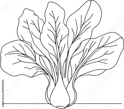 Bok Choy Vegetable Line Drawing in Vector Art