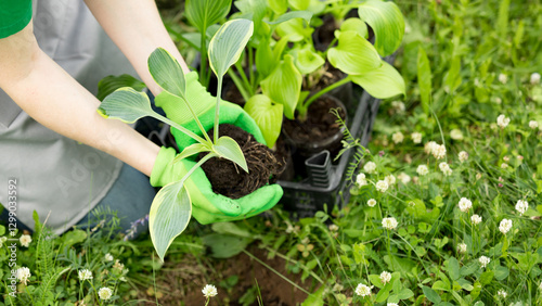 Woman gardening on lawn outdoors with a hosta seedling. Eco hobby, natural happiness, healthy lifestyle. Web banner, template, post background, image eco ad of plant growing, place for text, close-up