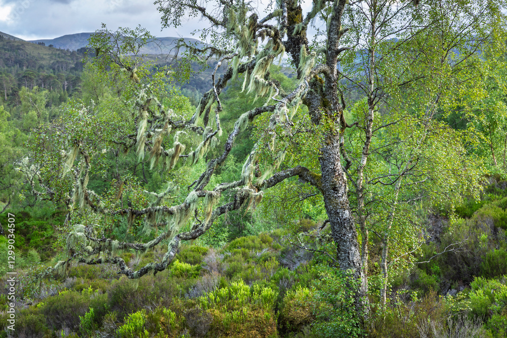 Lichen-Clad Birch in Glen Affric, Scottish Highlands: Capturing Scotland’s Untamed Wilderness with Twisted Branches, Mossy Textures, and a Backdrop of Rolling Green Hills Lichen-Clad Birch in Glen Affric, Scottish Highlands: Capturing Scotland’s Untamed Wilderness with Twisted Branches, Mossy Textures, and a Backdrop of Rolling Green Hills
