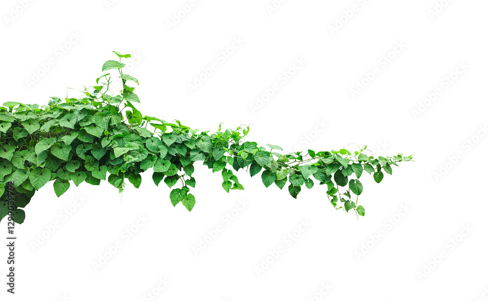 green plant isolated on transparent background, a green plant on a branch with leaves, Green Ivy Vine, green plant isolated on transparent background, a green plant on a branch with leaves, Green Ivy Vine,
