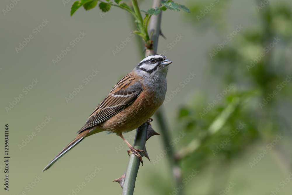 Obraz premium Zippammer