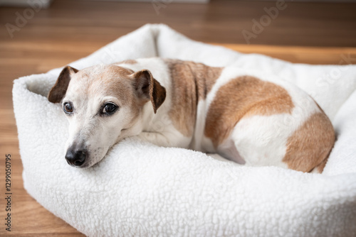 Adorable senior dog Jack Russell terrier resting in room in white cozy pet bed looking at camera. Comfort relax at home. lazy sleepy eyes