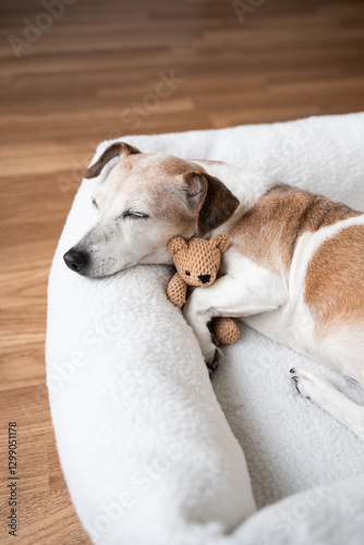 dog tired sleeping in pet bed face hugging best friend family toy bear. Elderly dog Jack Russell terrier resting at home. Vertical  calm composition. resting at home cozy sweet dreams atmosphere