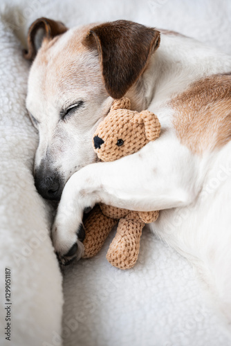 dog sleeping in pet bed close up face hugging best friend family toy bear. Elderly dog Jack Russell terrier resting at home. Vertical  calm composition. resting at home cozy sweet dreams atmosphere