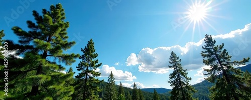 Tall pine trees against blue sky with clouds and sunlight, cloud, Murmansk region
