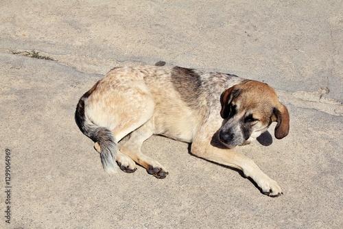 Wallpaper Mural large beige brown dog, dog lying on the ground, pets Torontodigital.ca