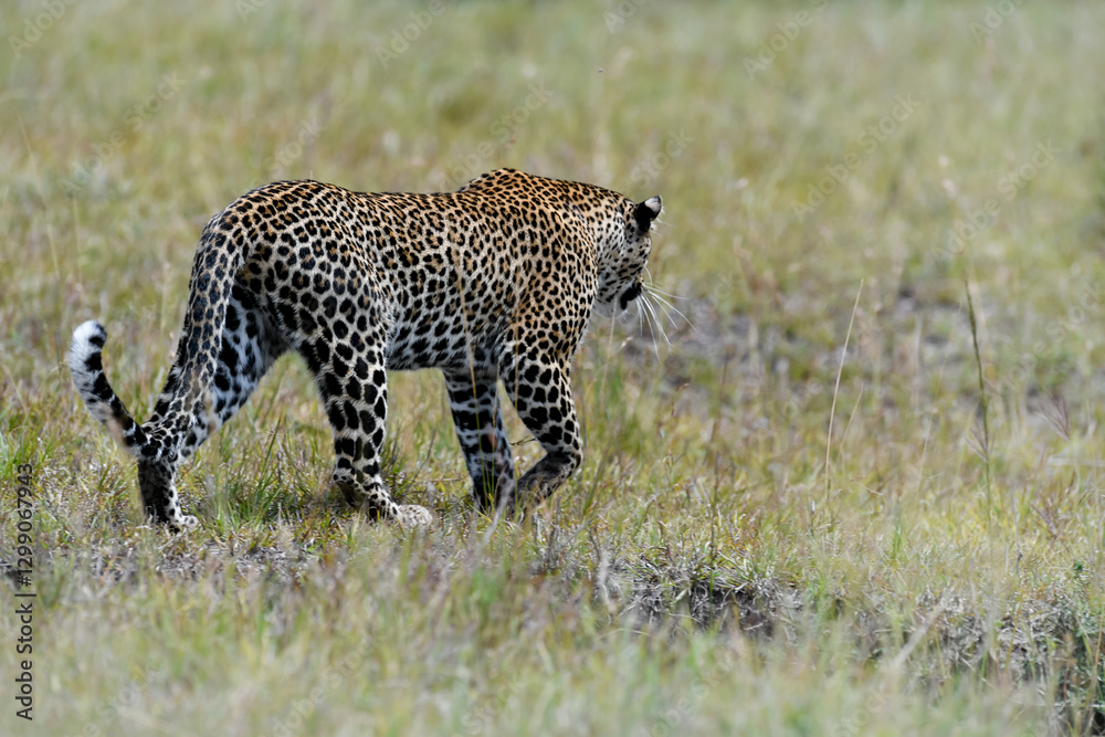 Obraz premium Leopard on the ground