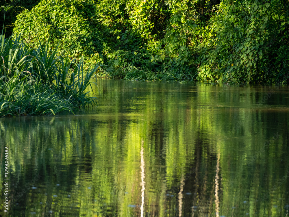 Beautiful reflection of the Amazon rainforest on the water of a branch of the Amazon. Beautiful reflection of the Amazon rainforest on the water of a branch of the Amazon.