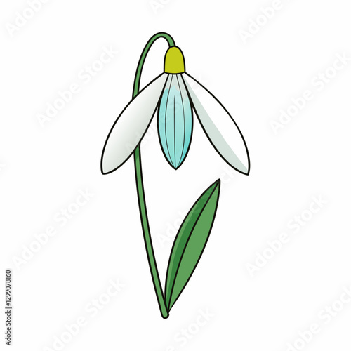 snowdrop flower isolated on white background