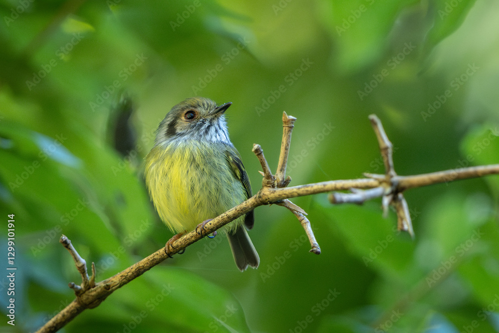 Fototapeta premium Eared pygmy-tyrant perched on a branch
