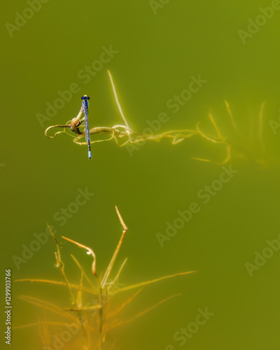 A common blue damselfly resting on a leaf of grass floating in a green water pond, in a farm in the eastern Andean mountains of central Colombia. photo