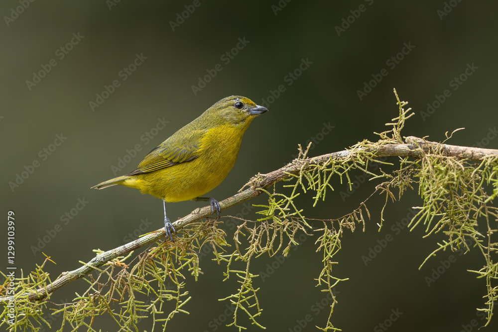 Fototapeta Violaceous euphonia perched on a branch