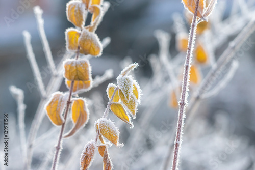 Frost Covered Yellow Leaves on a Winter Morning