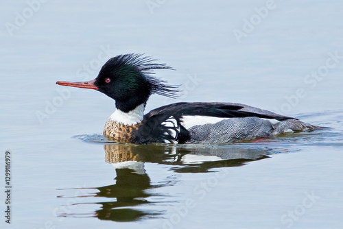 Red-breasted Merganser (Mergus serrator)