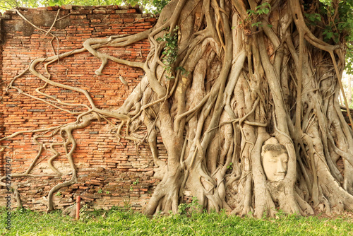 The famous buddha head at the Wat Mahathat Temple, held by the long roots, branches of a big Bodhi Tree that grows on a high red brick wall, Ayutthaya Historical Park, Thailand