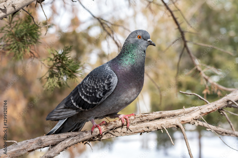 Close-up portrait of a rock pigeon sitting on a tree branch in early spring, beautifully illuminated by sunlight. Close-up portrait of a rock pigeon sitting on a tree branch in early spring, beautifully illuminated by sunlight.