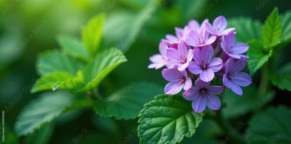 Emerald green leaves surround clusters of purple flowers, mint, nature Emerald green leaves surround clusters of purple flowers, mint, nature